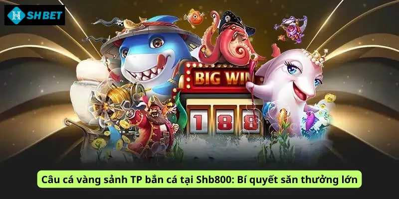 Câu cá vàng sảnh TP bắn cá tại Shb800: Bí quyết săn thưởng lớn